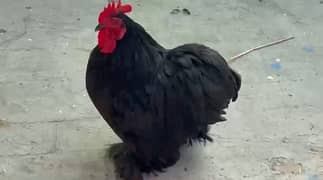 American Bantam Young pair