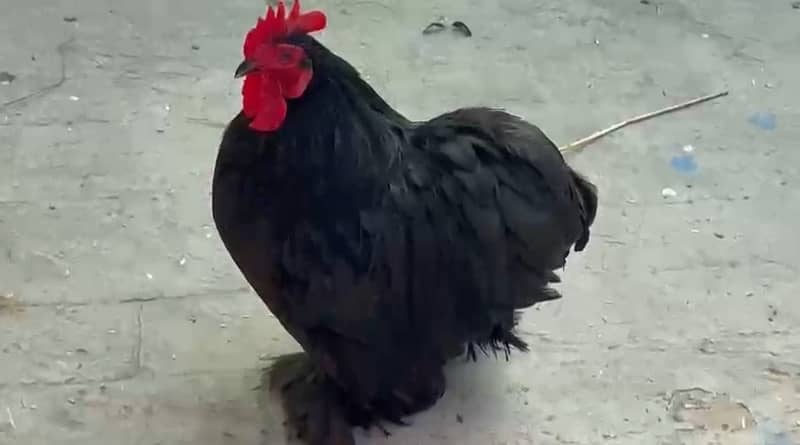 American Bantam Young pair 0