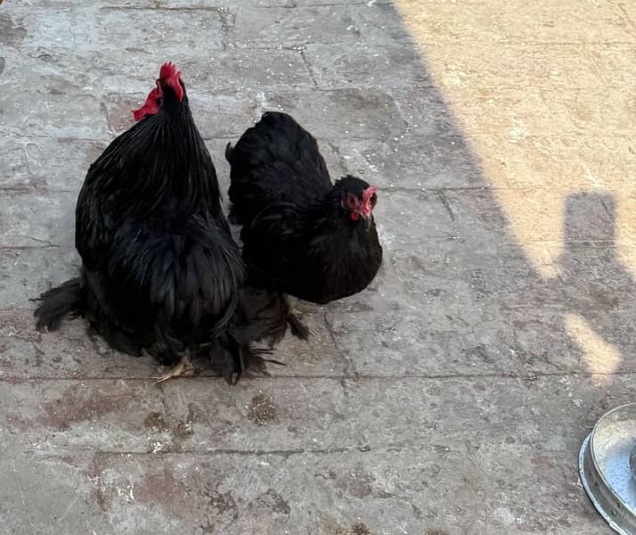 American Bantam Young pair 2