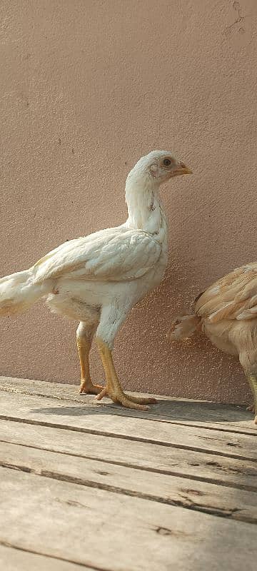 aseel chicks pair 2