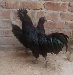 ayam cemani Gary tango breeder available