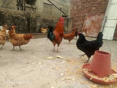 Golden Misri Egg laying hens available for sale