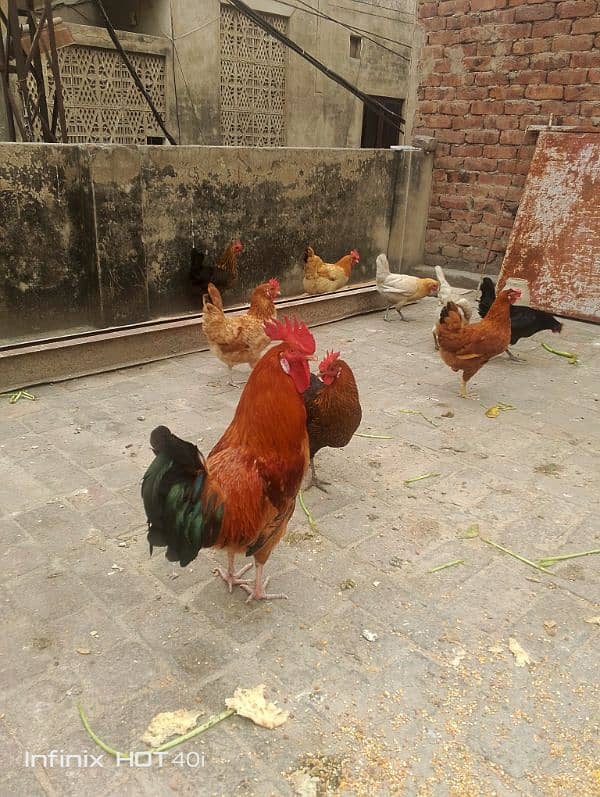 Golden Misri Egg laying hens available for sale 1