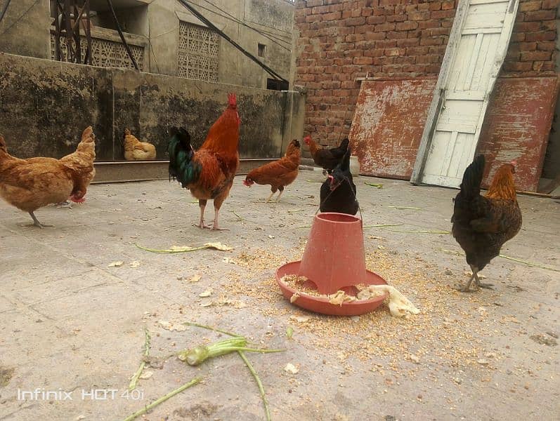 Golden Misri Egg laying hens available for sale 2