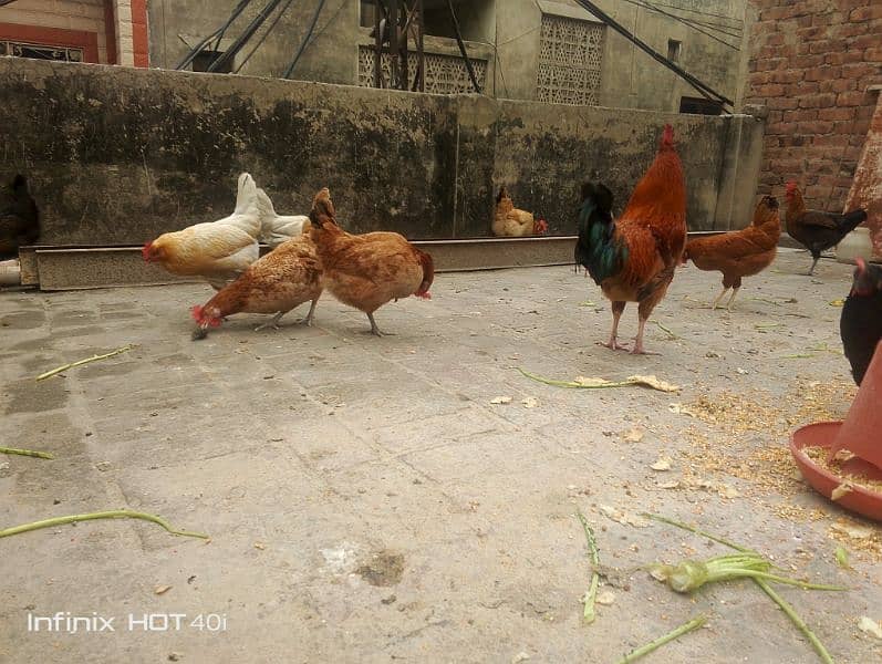 Golden Misri Egg laying hens available for sale 3