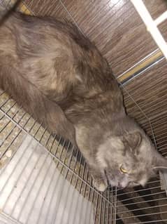 Persian cat pregnant cat going to abroad 1.5 year