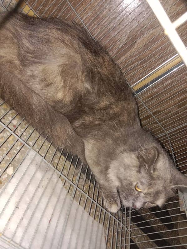 Persian cat pregnant cat going to abroad 1.5 year 0