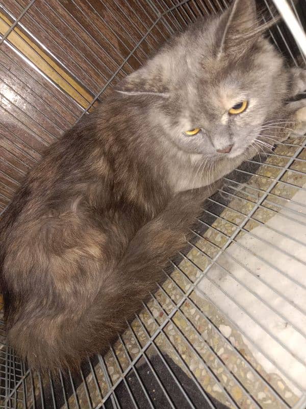 Persian cat pregnant cat going to abroad 1.5 year 1