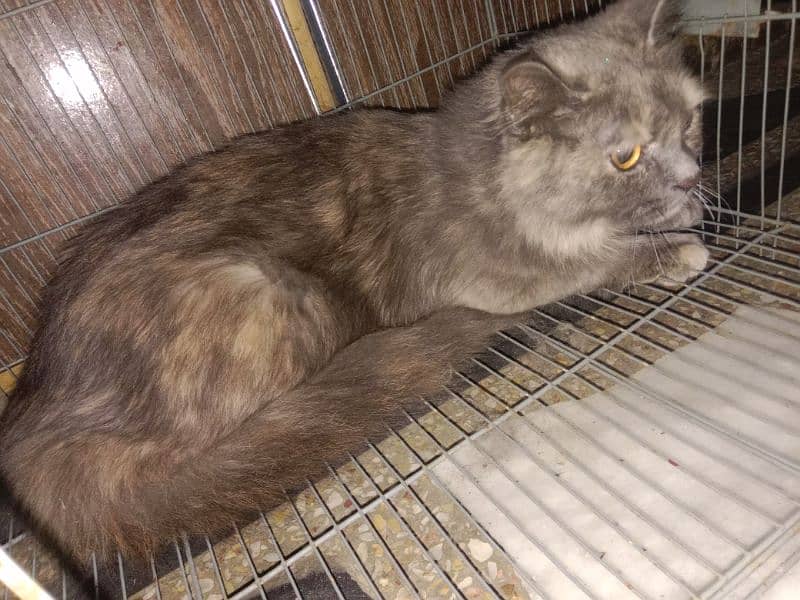 Persian cat pregnant cat going to abroad 1.5 year 2