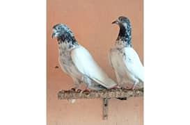 pigeon pair for sale