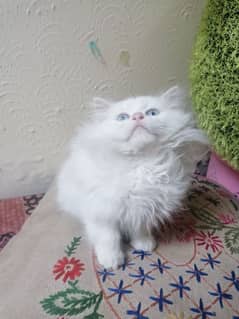 persian kitten