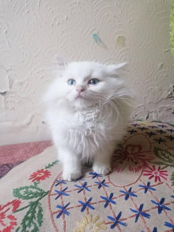 persian kitten 3