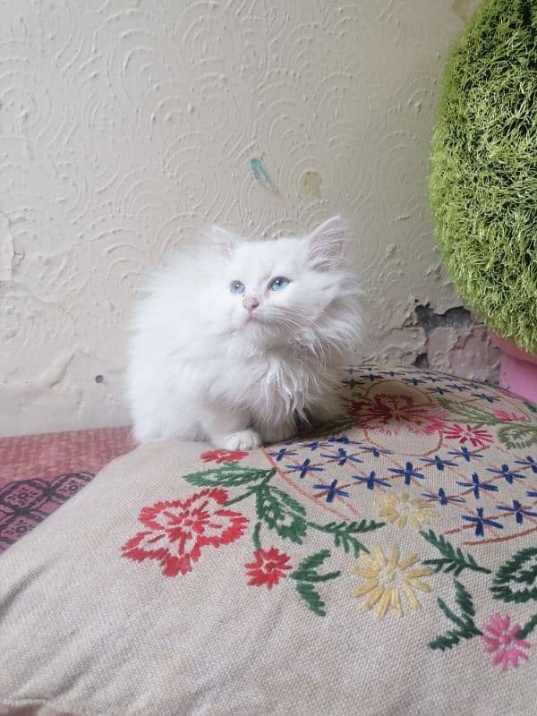 persian kitten 4