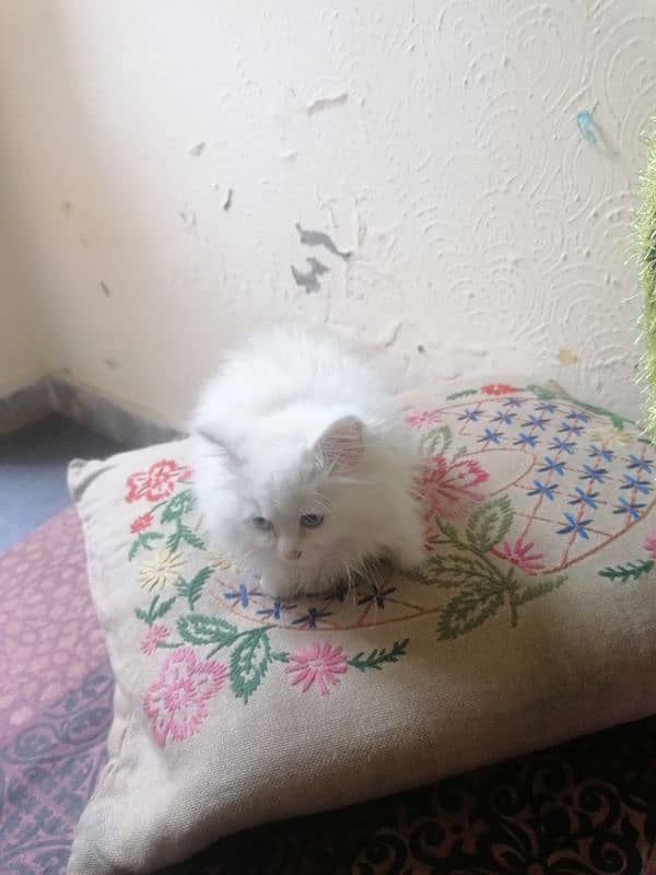 persian kitten 6