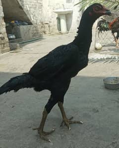 4 hens for shamo pair for sale 1 hen 8k