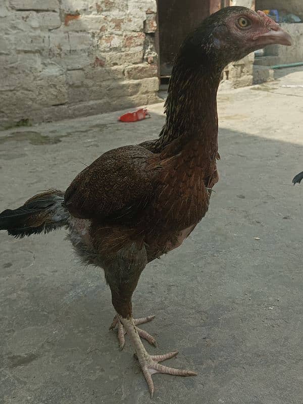 4 hens for shamo pair for sale 1