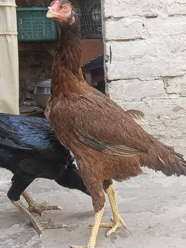 4 hens for shamo pair for sale 2