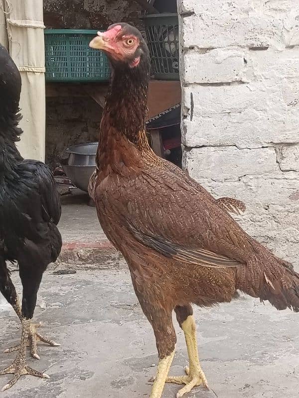 4 hens for shamo pair for sale 3