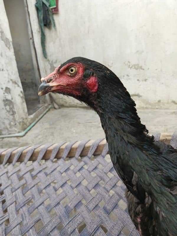 4 hens for shamo pair for sale 5