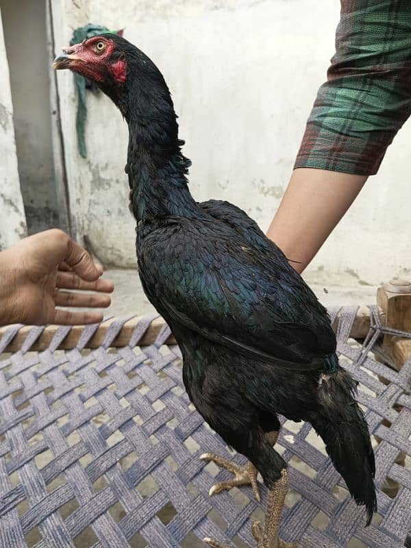 4 hens for shamo pair for sale 6