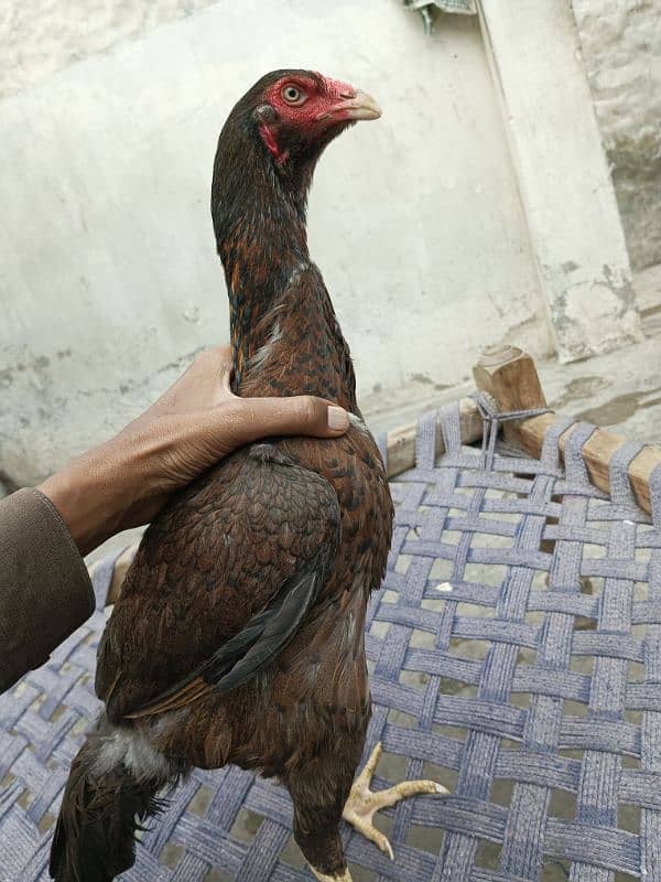 4 hens for shamo pair for sale 7