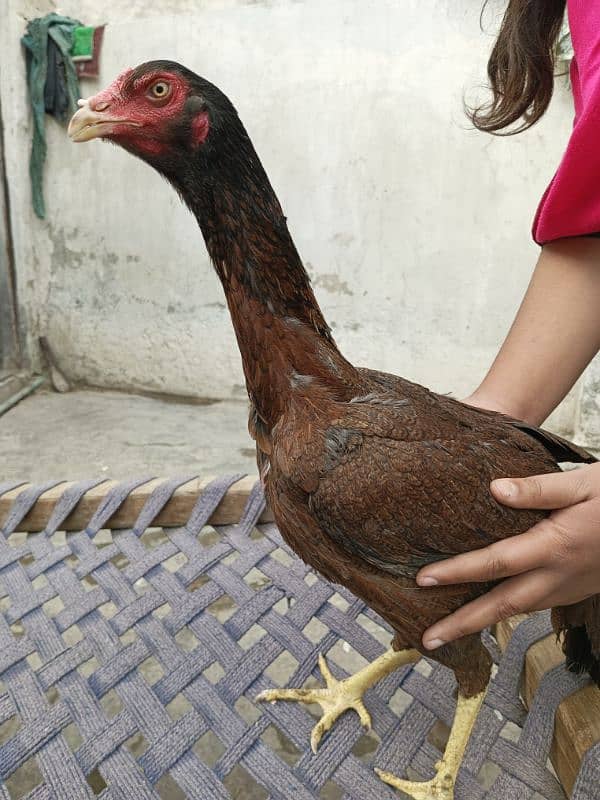 4 hens for shamo pair for sale 8