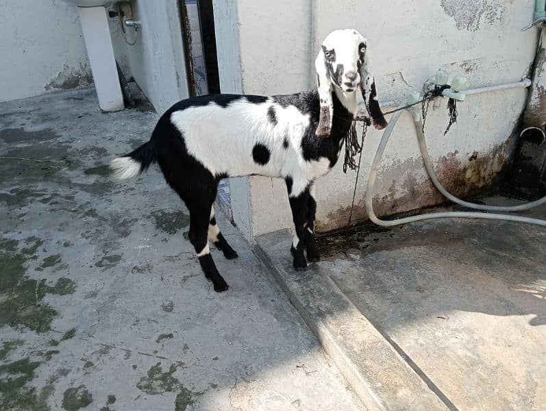 urgent sale for goat 0