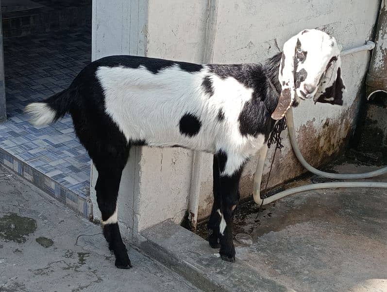 urgent sale for goat 1