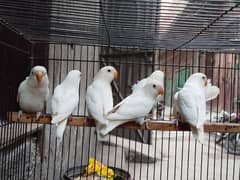 Albino split red eyes | albino/ino | lovebirds