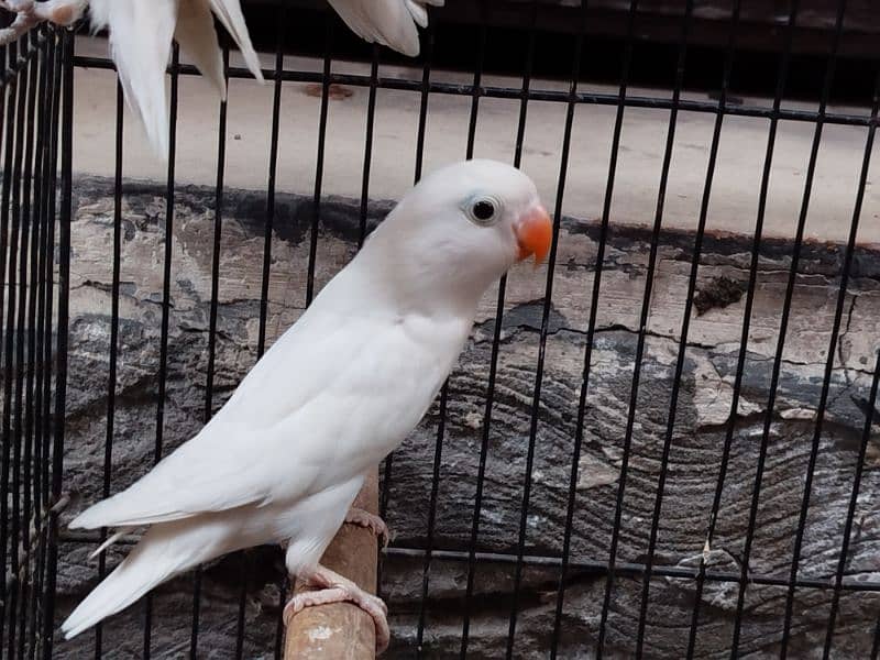 Albino split red eyes | albino/ino | lovebirds 1