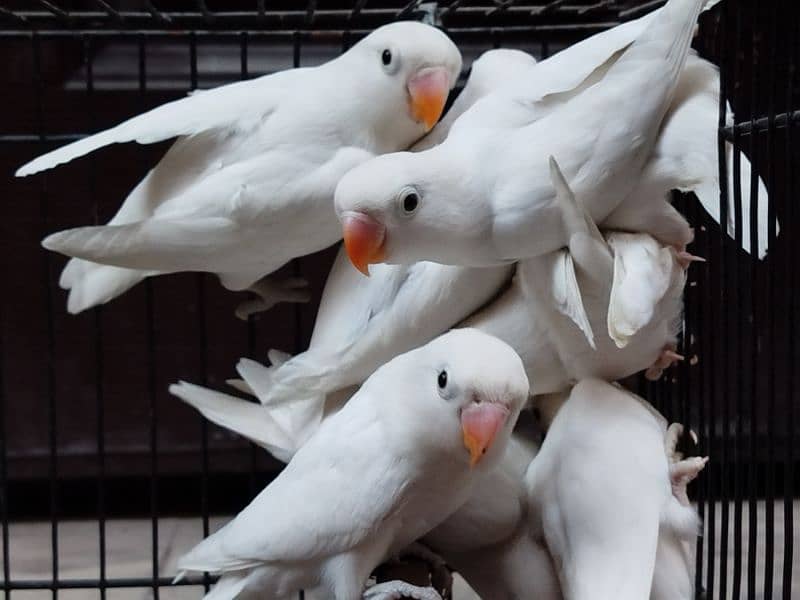 Albino split red eyes | albino/ino | lovebirds 3