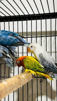 oplines lovebirds