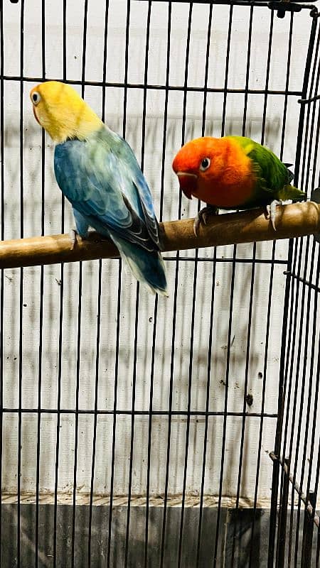 oplines lovebirds 3