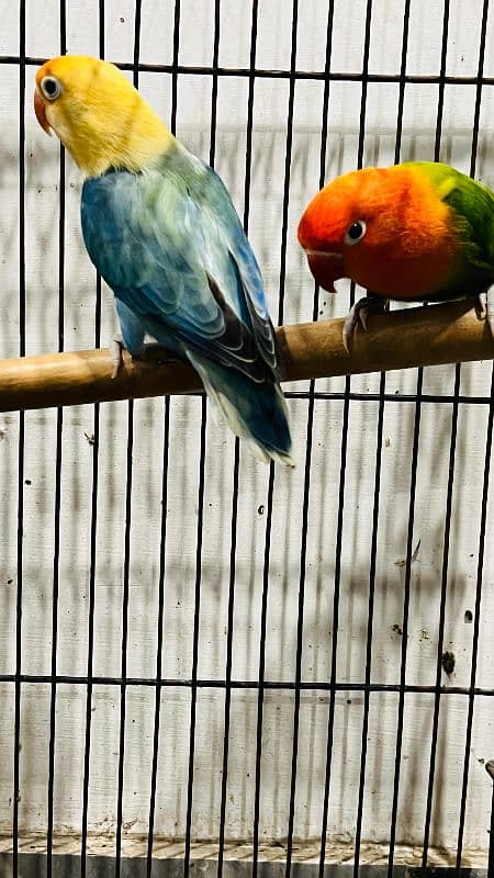 oplines lovebirds 4