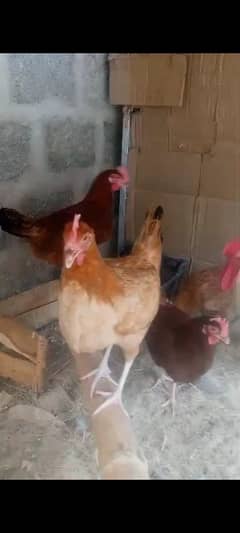 egg lying golden misri 5 female 1 male