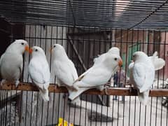 Albino split red eyes | albino/ino | lovebirds