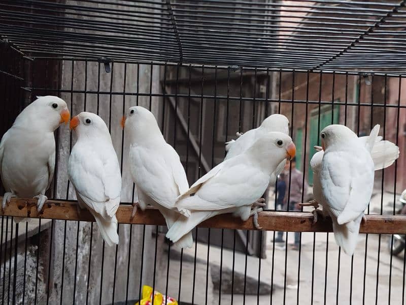 Albino split red eyes | albino/ino | lovebirds 0