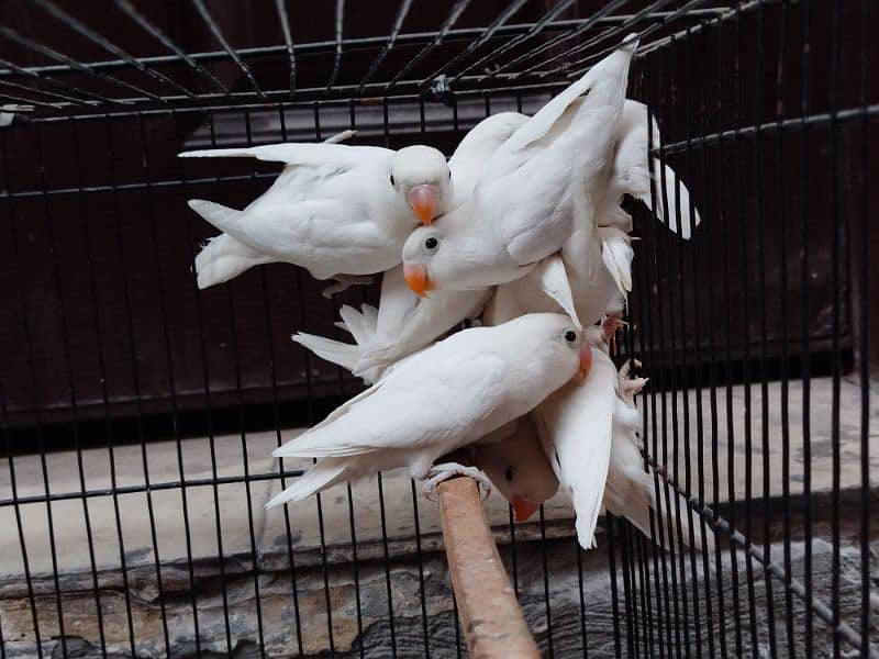 Albino split red eyes | albino/ino | lovebirds 2