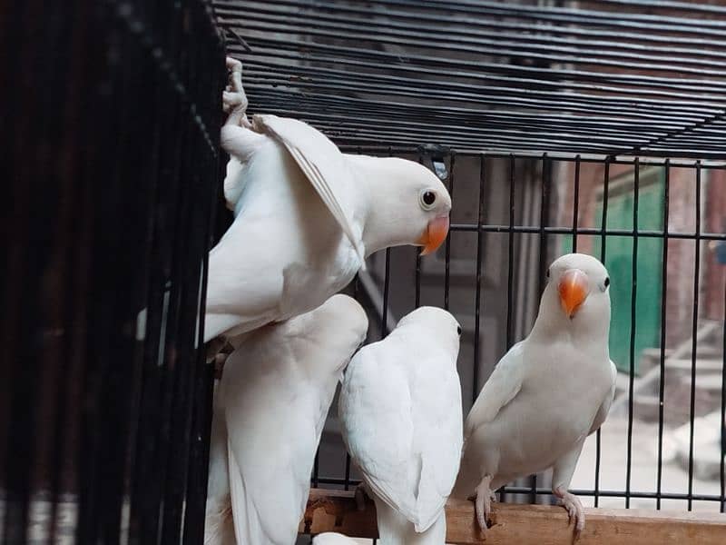 Albino split red eyes | albino/ino | lovebirds 4