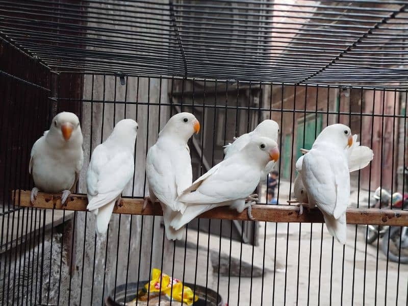 Albino split red eyes | albino/ino | lovebirds 5