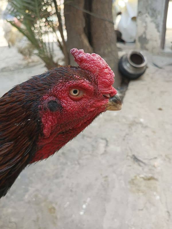 4 hens for shamo pair for sale 10