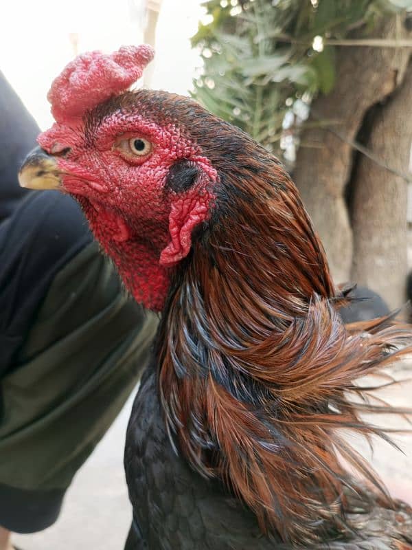 4 hens for shamo pair for sale 11