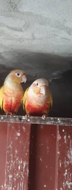 Sun Cheek Conure