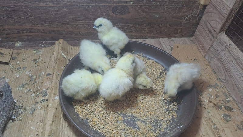 White silky chicks 0