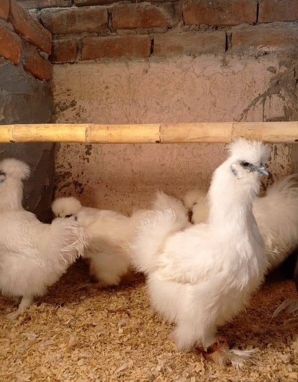 White silky chicks 3