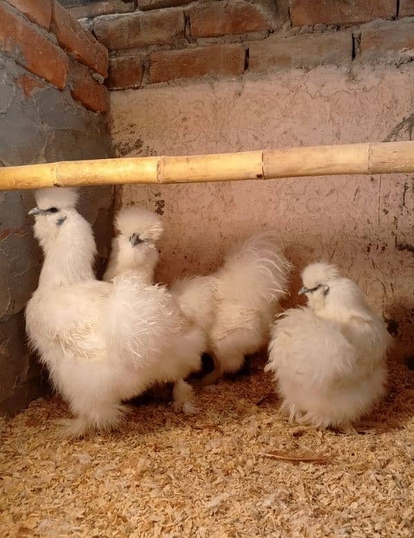 White silky chicks 4