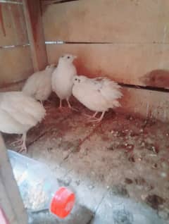 white btair fancy (egg laying +92 305 8249962)