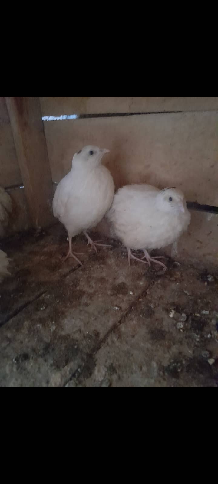 white btair fancy (egg laying +92 305 8249962) 1