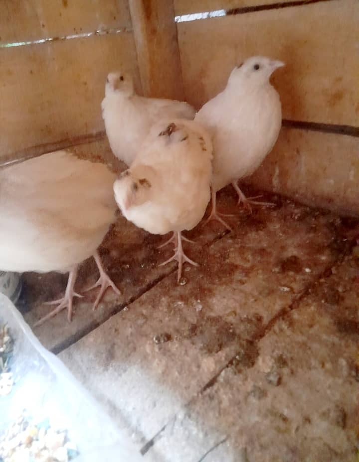 white btair fancy (egg laying +92 305 8249962) 2