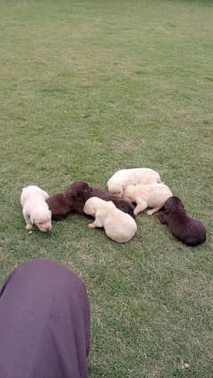 Labrador dog for sale